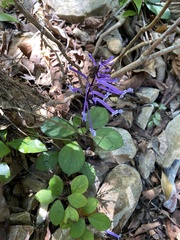 Plectranthus hilliardiae