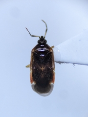 Cimicoidea