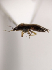 Cimicoidea