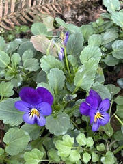 Viola tricolor