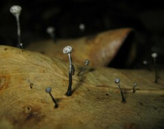 Xylaria clusiae