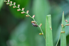 Crocosmia × crocosmiiflora