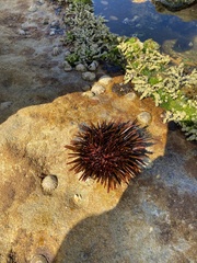 Heliocidaris tuberculata