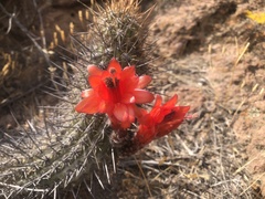 Loxanthocereus hystrix