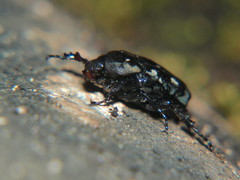 Cymophorus