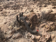 Loxanthocereus hystrix