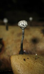 Xylaria clusiae