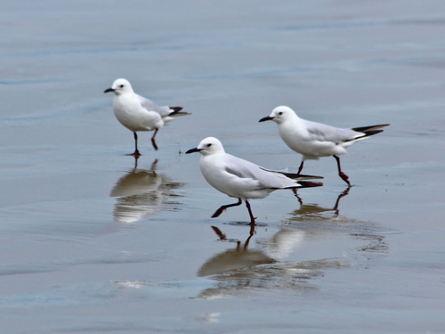 Black-billed Gull｜新西兰黑嘴鸥 参考照片
