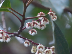 Elaeocarpus variabilis
