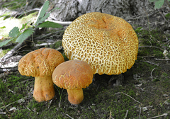 Rugiboletus extremiorientalis