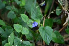 Salvia scutellarioides