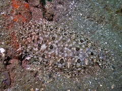 Asterorhombus cocosensis