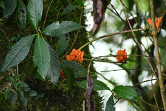 Erythrina edulis