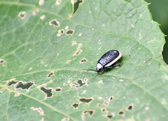 Asphaera albomarginata