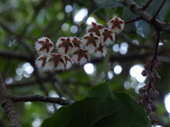 Elaeocarpus variabilis