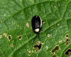 Asphaera albomarginata