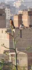 Falco tinnunculus
