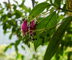 Kohleria affinis