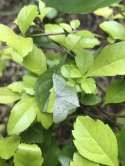 Scopula umbilicata