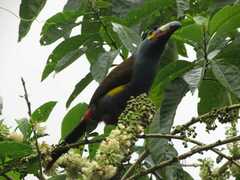 Andigena laminirostris