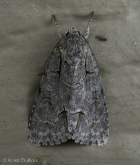 Acronicta radcliffei