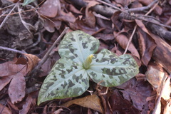 Trillium underwoodii