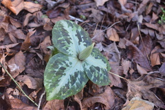 Trillium underwoodii