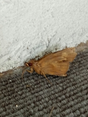 Erionota thrax