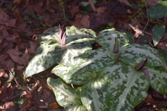 Trillium underwoodii
