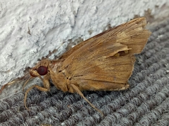 Erionota thrax