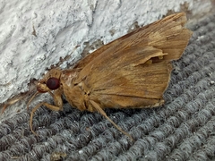 Erionota thrax