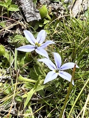 Lobelia pedunculata