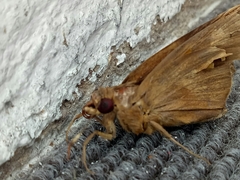 Erionota thrax