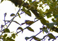 Diglossa albilatera
