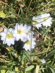 Gentiana sedifolia
