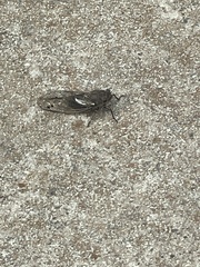 Gelidea torrida