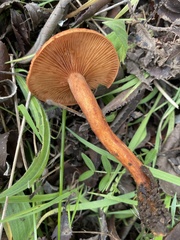 Lactarius rufulus