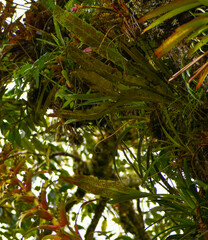 Polypodiaceae