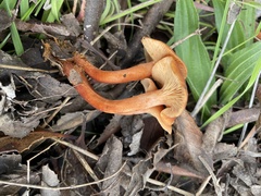 Lactarius rufulus
