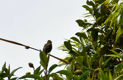 Myiarchus