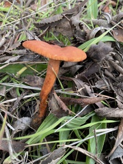 Lactarius rufulus