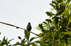 Myiarchus