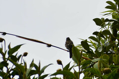 Myiarchus