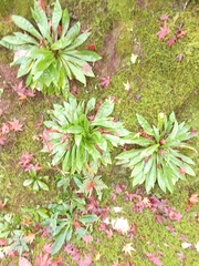 Heloniopsis orientalis