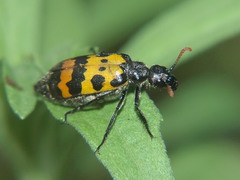 Hycleus congoensis