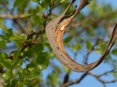 Dolichandrone falcata