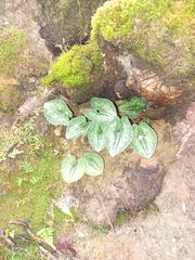 Asarum