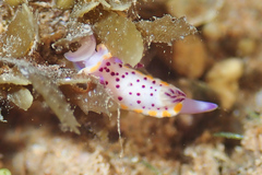 Mexichromis macropus