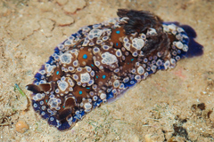 Dendrodoris krusensternii