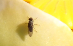 Ephydroidea
